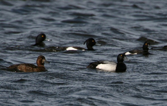 Lesser Scaup