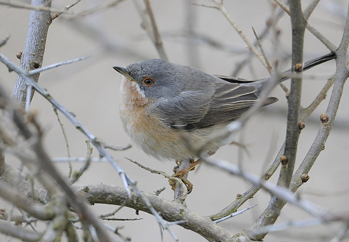 Western Subalpine Warbler