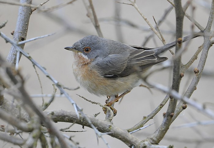 Western Subalpine Warbler