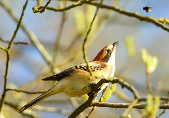 Woodchat Shrike
