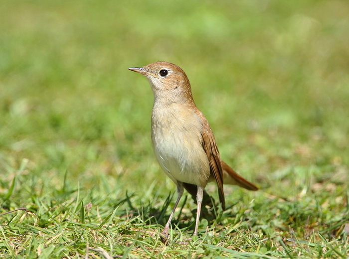 Nightingale