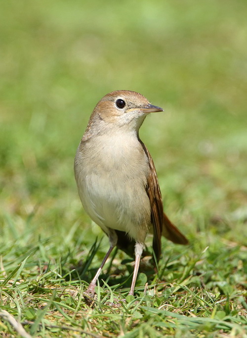 Nightingale