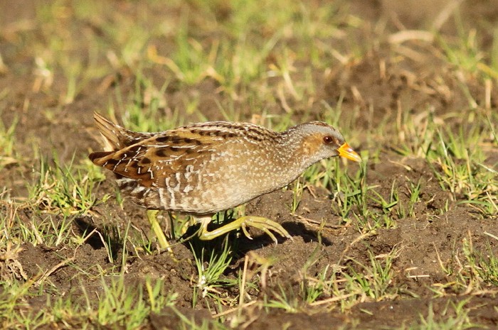 Spotted Crake