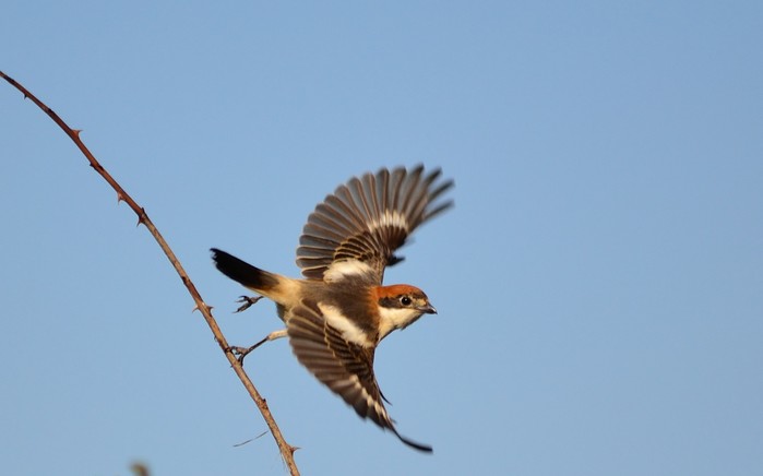 Woodchat Shrike