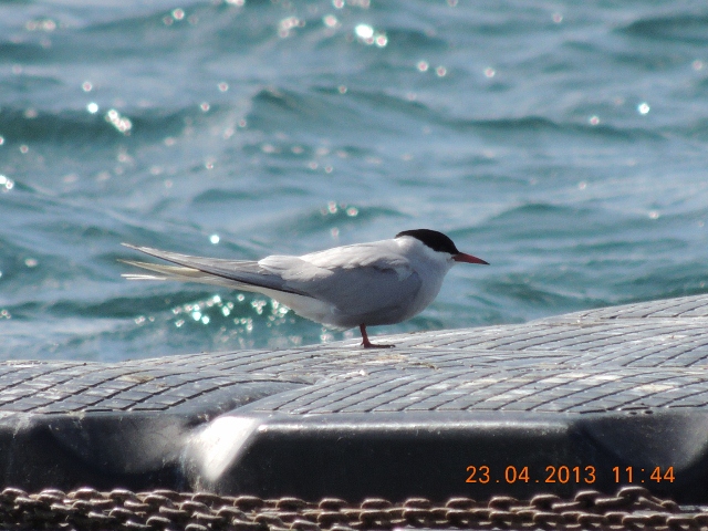 Arctic Tern
