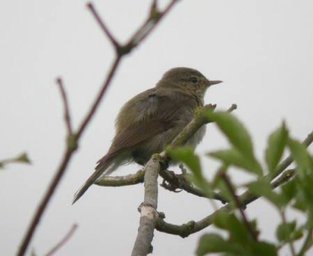 Iberian Chiffchaff
