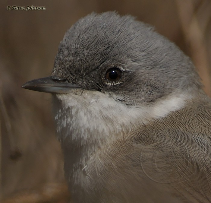 Lesser Whitethroat