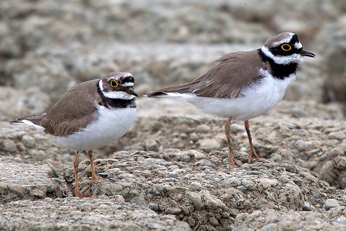 Little Ringed Plover