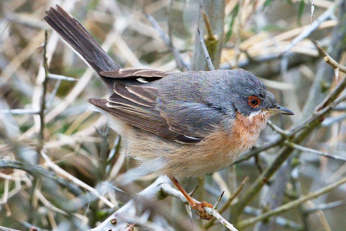 Western Subalpine Warbler