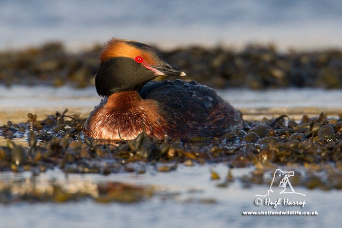 Slavonian Grebe