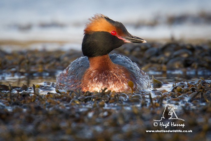 Slavonian Grebe