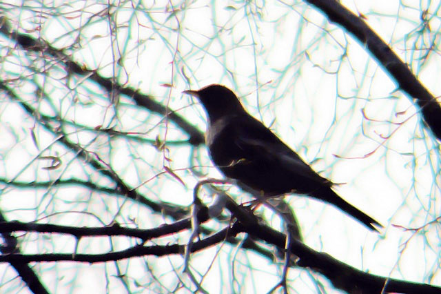 Ring Ouzel