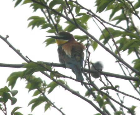 Bee-eater