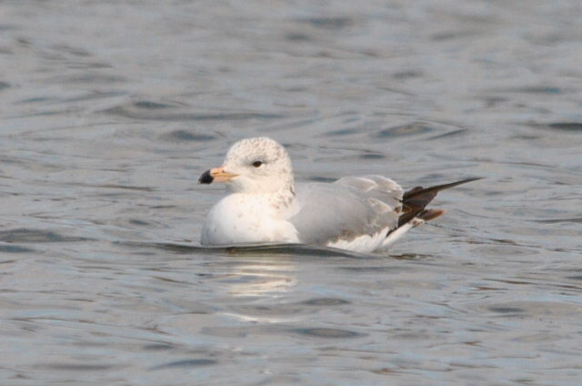 Ring-billed Gull