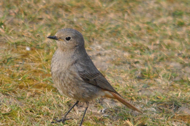 Black Redstart