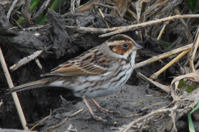 Little Bunting