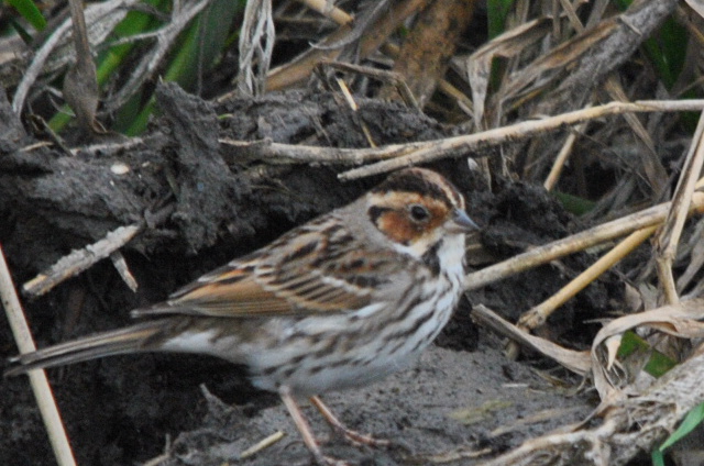 Little Bunting