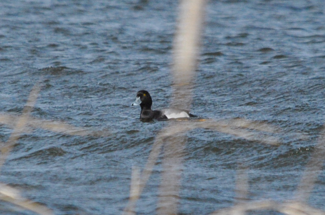 Lesser Scaup