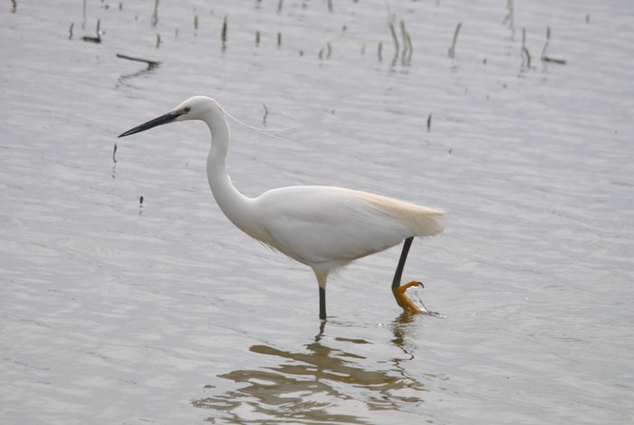 Little Egret