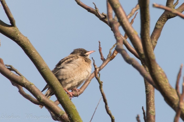Rose-coloured Starling