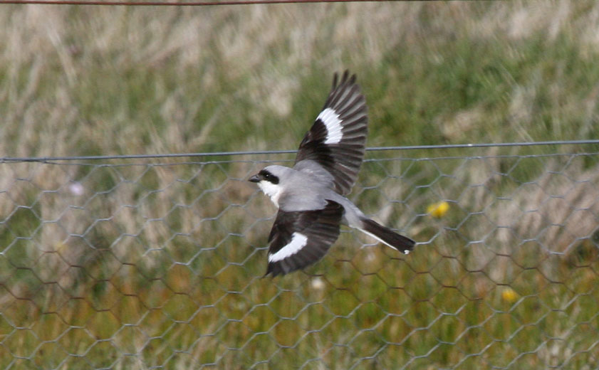 Lesser Grey Shrike