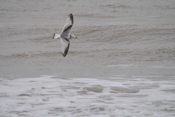 Kittiwake