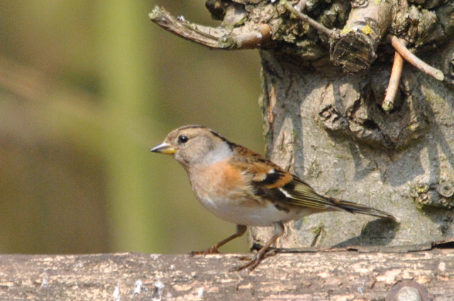 Brambling
