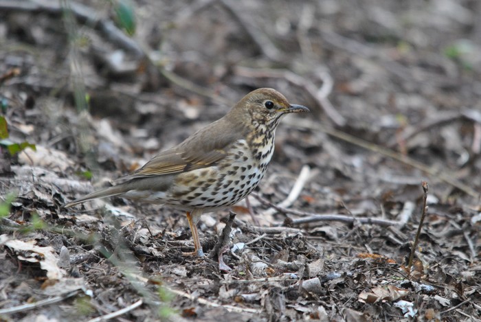 Song Thrush