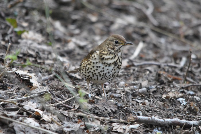 Song Thrush