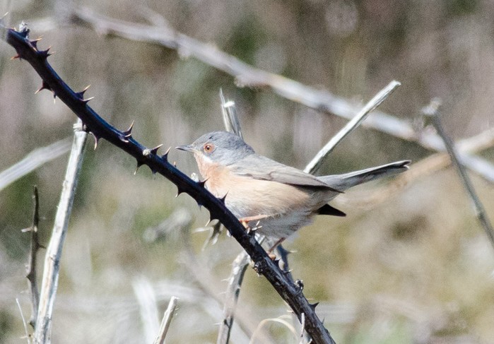 Western Subalpine Warbler