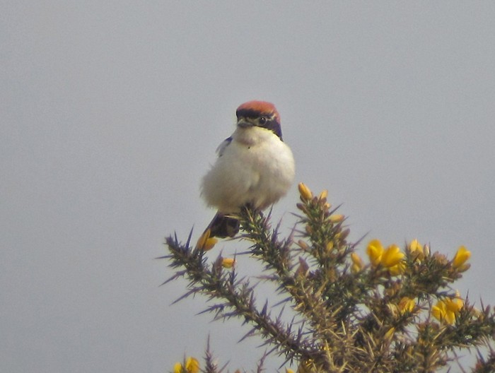 Woodchat Shrike