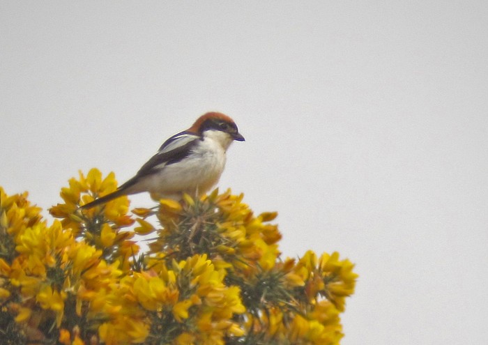 Woodchat Shrike