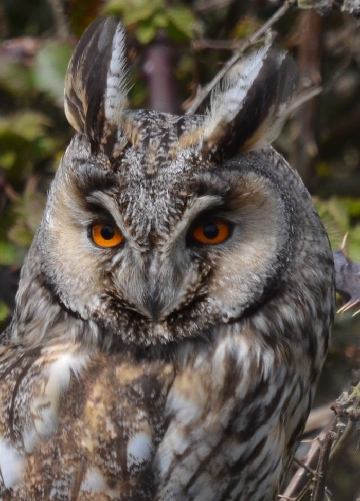 Long-eared Owl