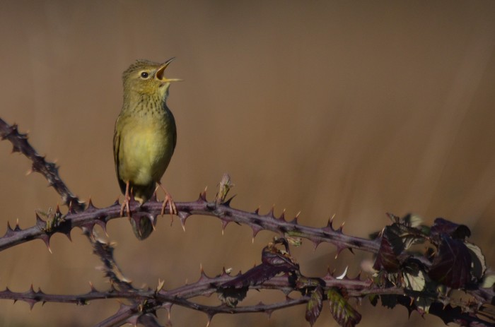 Grasshopper Warbler