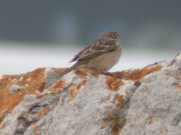 Ortolan Bunting