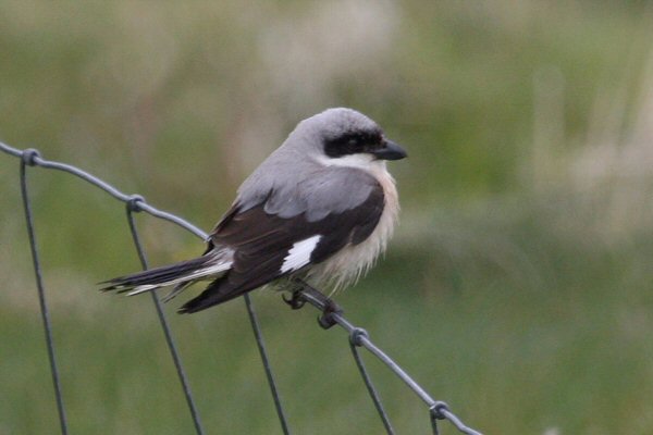 Lesser Grey Shrike