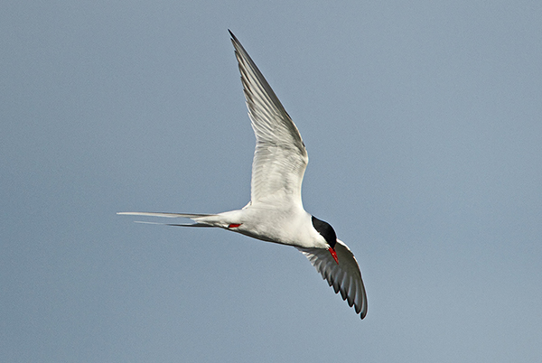 Arctic Tern