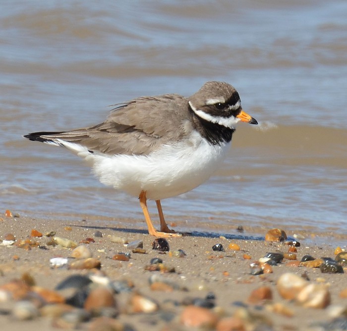 Ringed Plover