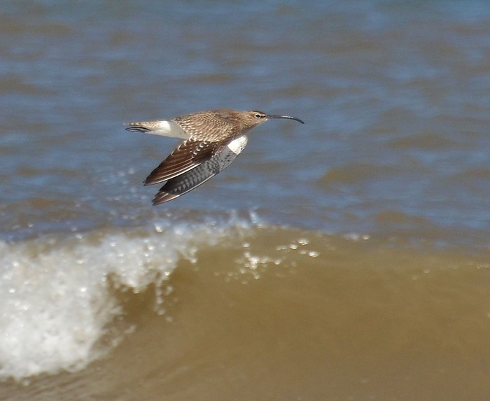 Whimbrel