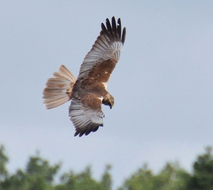Marsh Harrier