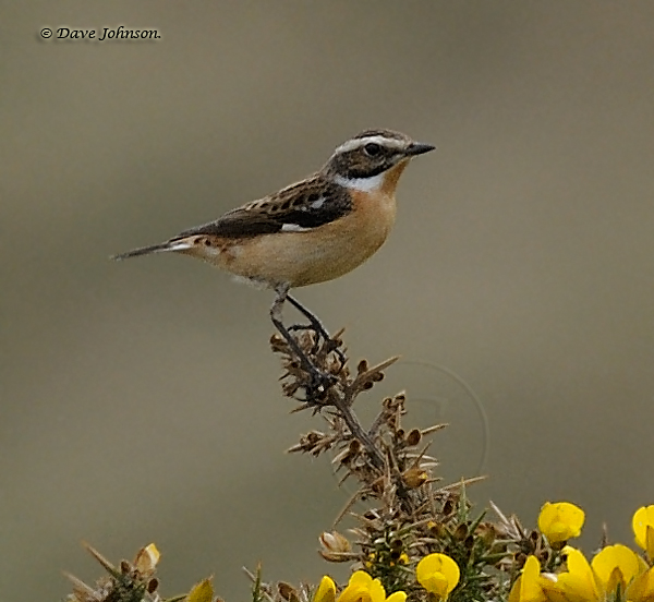 Whinchat