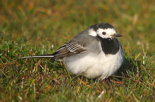 White Wagtail
