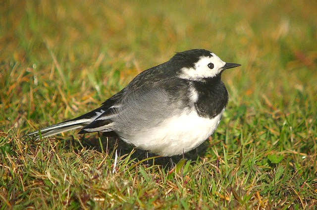 Pied Wagtail
