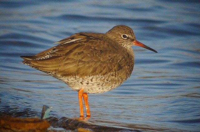 Redshank