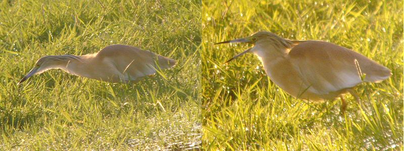Squacco Heron