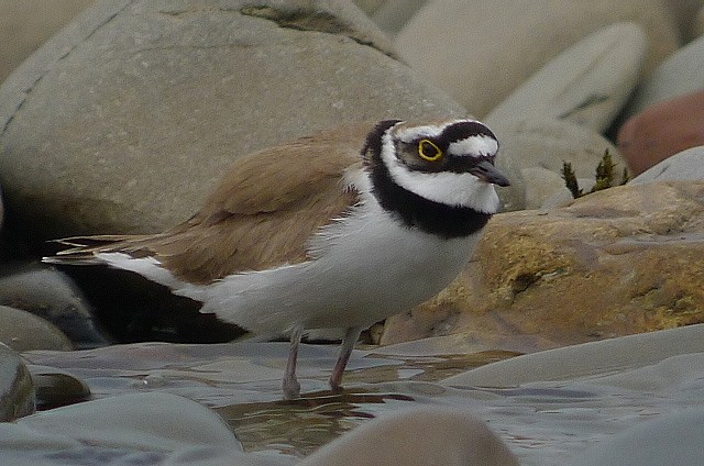 Little Ringed Plover