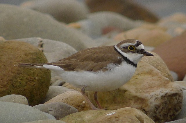 Little Ringed Plover