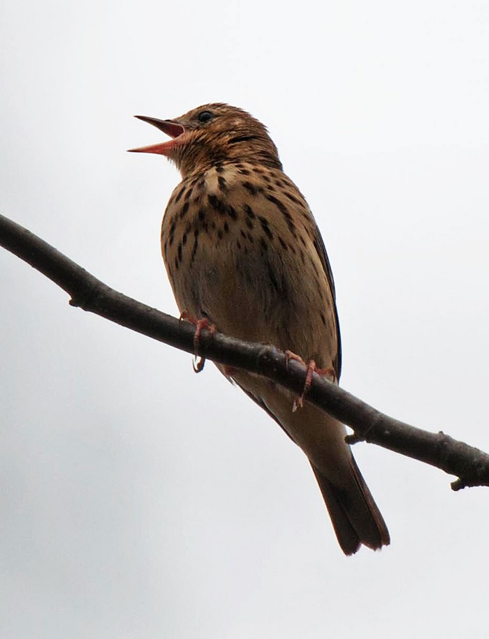 Tree Pipit