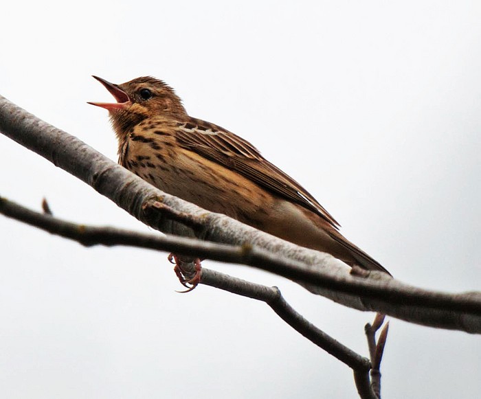 Tree Pipit