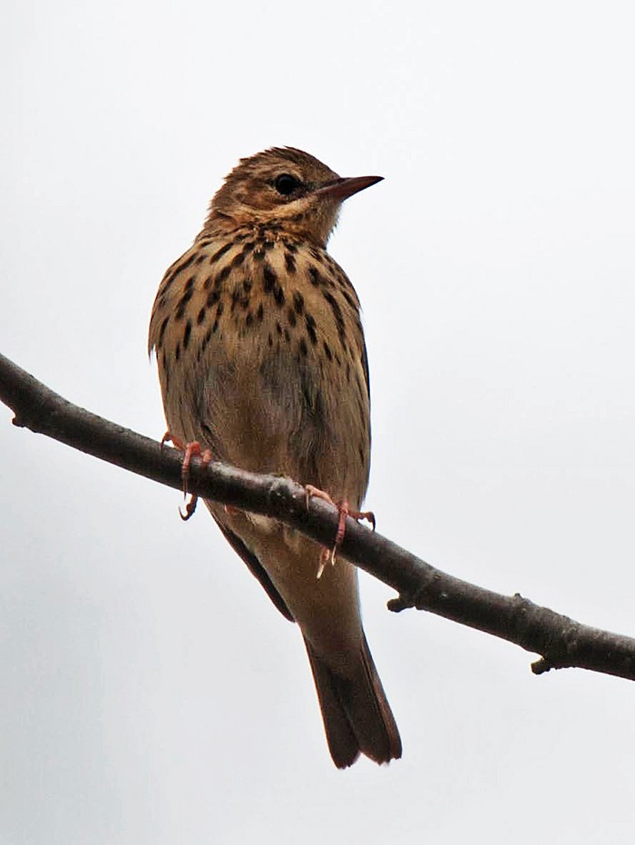 Tree Pipit